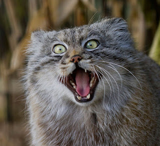 Conoce al gato Manul, el felino más expresivo del mundo