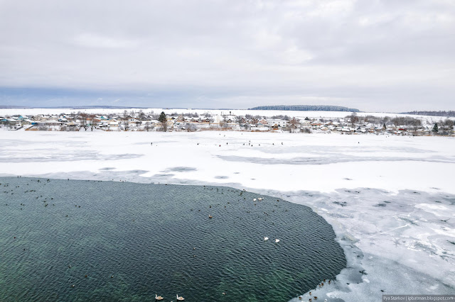 Утки и лебеди на полынье замерзшего озера