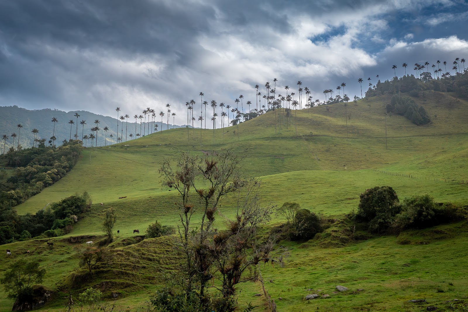 Día 13: Valle de Cocora y Termales de Santa Rosa - Colombia y Curazao: Pajareo, Amazonas y Caribe (2)