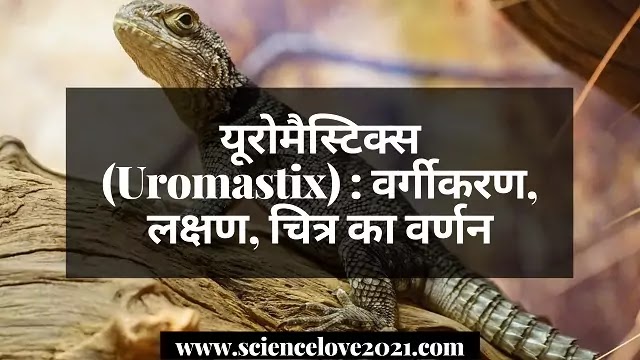 यूरोमैस्टिक्स (Uromastix) : वर्गीकरण, लक्षण, चित्र का वर्णन|hindi