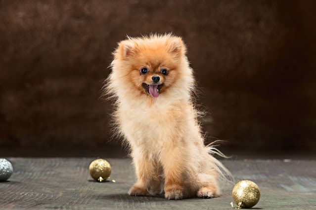 Pomeranian Puppies for Sale in the Seattle Area