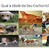 Idade Cronológica dos Cães 