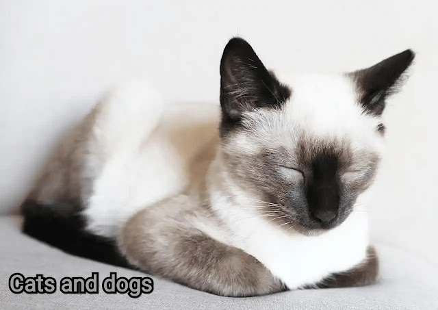 The 7 Secrets About Siamese Cats Only A Handful Of People Know.