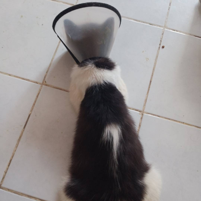 Oreo was getting better. His fur was getting fluffier, healthier.