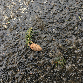 A small pine cone and sprig of pine on wet asphalt