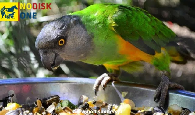 What do Senegal Parrot Eat in the wild?