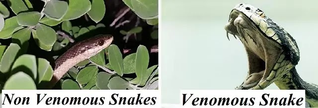 विषैले और विषहीन सर्प (venomous-non-venomous snakes):विष ग्रन्थियों (venom glands) की संरचना|hindi