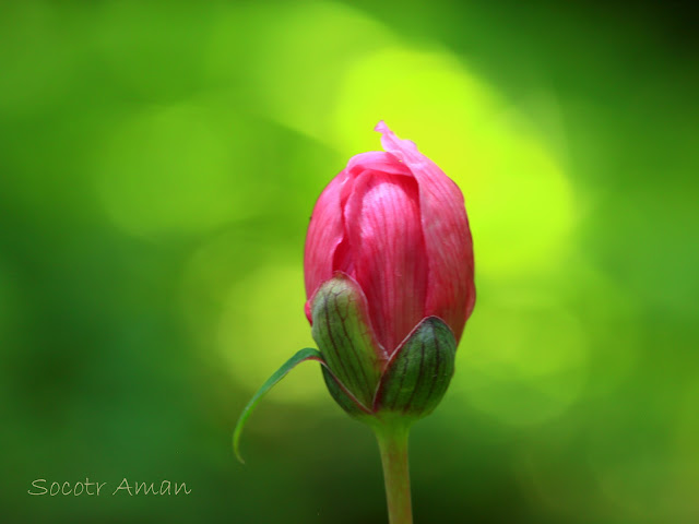 Paeonia obovata