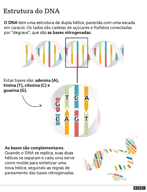 Diagrama explicativo da estrutura do DNA pela BBC