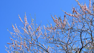 Madero Negro Flowers