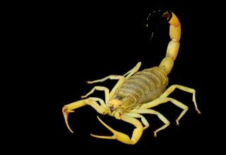 Scorpion- DeathStalker Scorpion