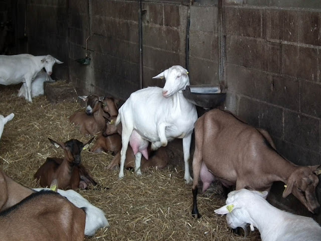 Dairy goats, Indre et Loire, France. Photo by Loire Valley Time Travel.