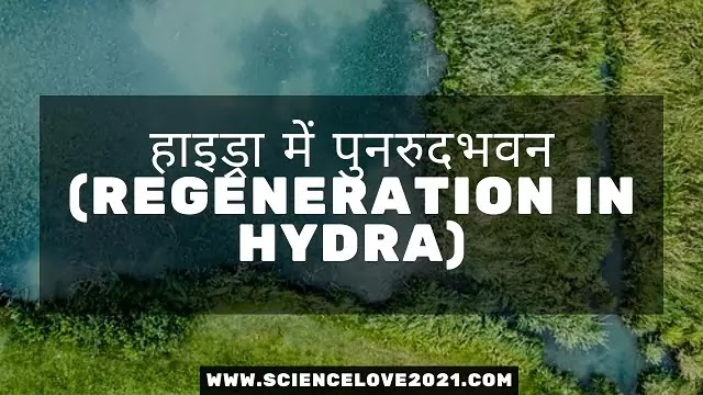 हाइड्रा में पुनरुदभवन(Regeneration in hydra)|hindi