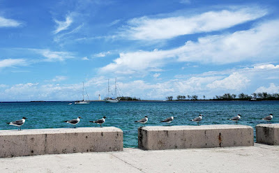 seagulls in a row on wharf