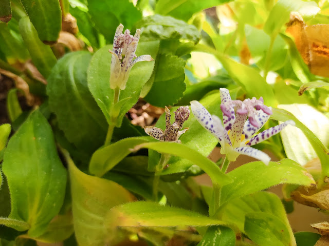 Lirio de sapo japonés o tricirtis (Tricyrtis hirta (Thunb.) Hook).