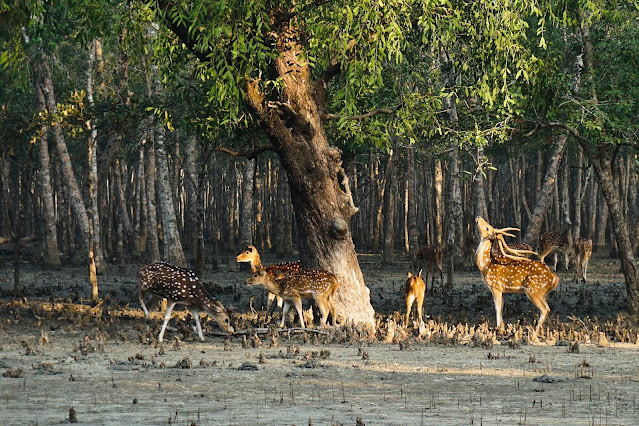 sundarban-life-tourism