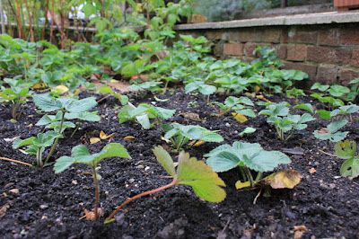 Strawberry runners planted out