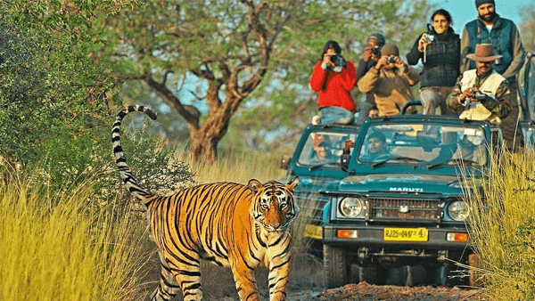 RANTHAMBORE NATIONAL PARK — THE LURE OF THE TIGERS