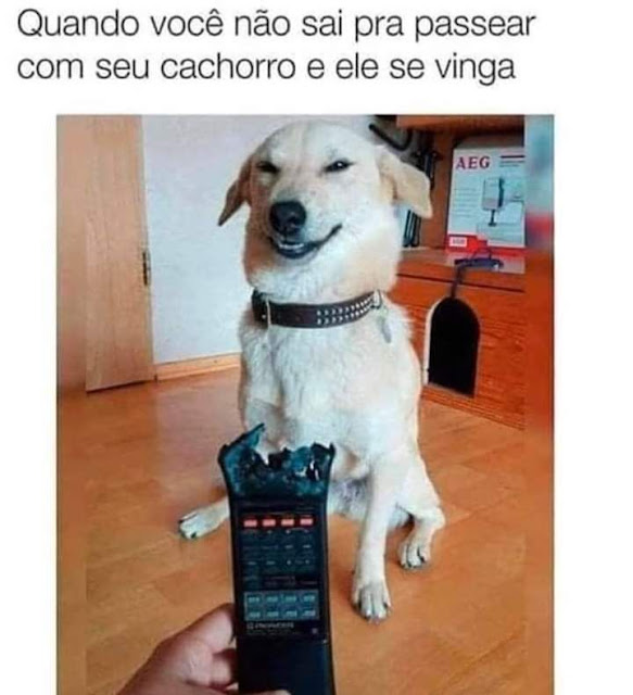 64 memes de cachorro para você ter na manga