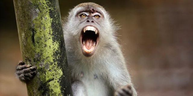Scimmie predoni scatenano una presunta "guerra di vendetta" sui cani in un villaggio indiano