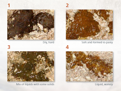 Fecal scoring guide in beef calves