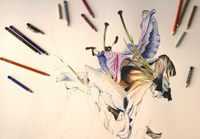 Suite du dessin de l'ris fané entouré de crayons de couleur