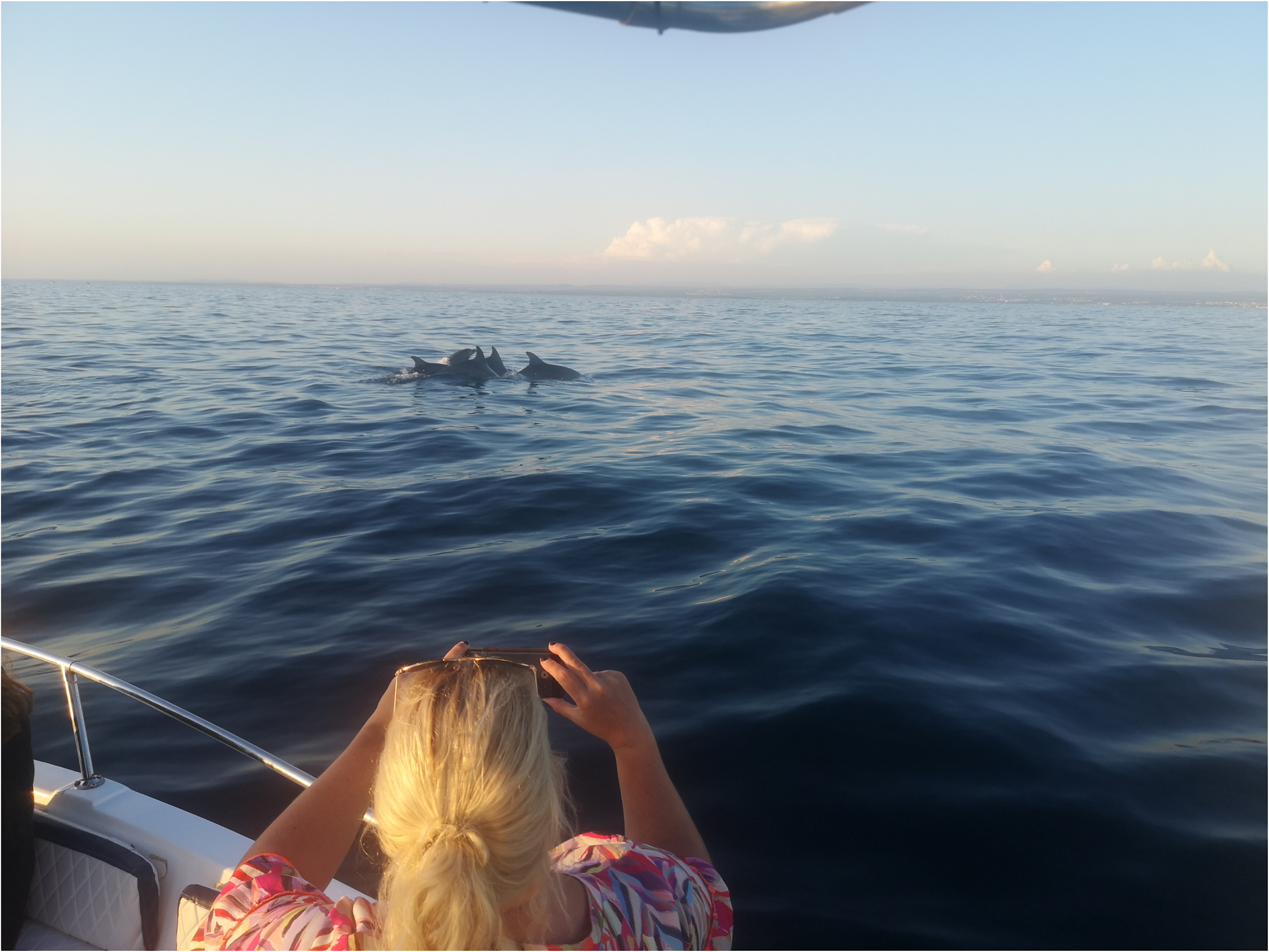 Rovinj with dolphins | Private & Shared boat tours Istria!