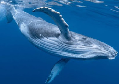 Fin whales are particularly desired because they are believed to produce the best quality meat.