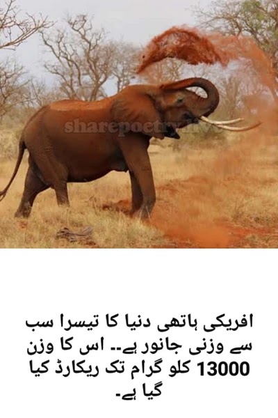 Amazing Facts About African elephant