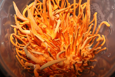 Cordyceps Mushroom Companies in Maharashtra | Mushroom services | Biobritte mushroom company