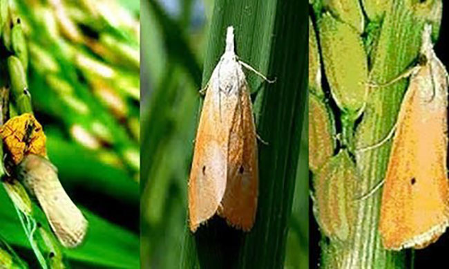 ধানের মাজরা পোকা, paddy stem borer