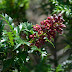King's Holly: Tanaman Berusia 43.600 Tahun
