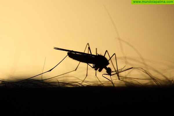 El Sistema de Vigilancia Entomológica de Canarias detecta dos larvas del mosquito Aedes Aegypti en La Palma