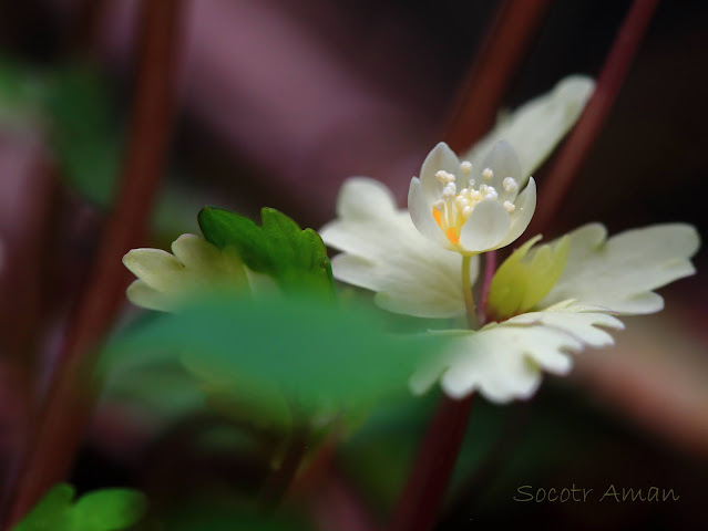 Dichocarpum trachyspermum