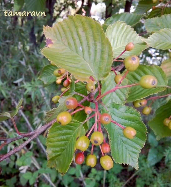 Мелкоплодник ольхолистный (Micromeles alnifolia)