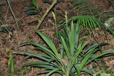 Calanthe davidii - David's Calanthe care