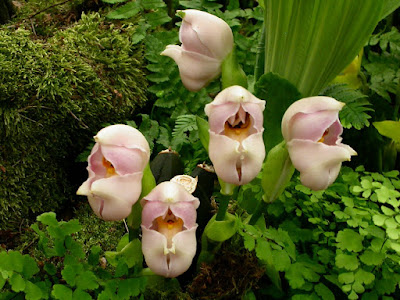Anguloa uniflora - Swaddled Babies Orchid care