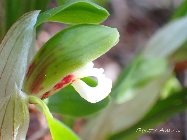 Cymbidium goeringii