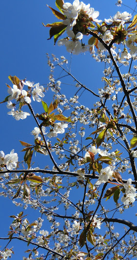 Körsbärsträden blommar 14 maj 2023