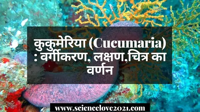 कुकुमेरिया (Cucumaria) : वर्गीकरण, लक्षण,चित्र का वर्णन|hindi