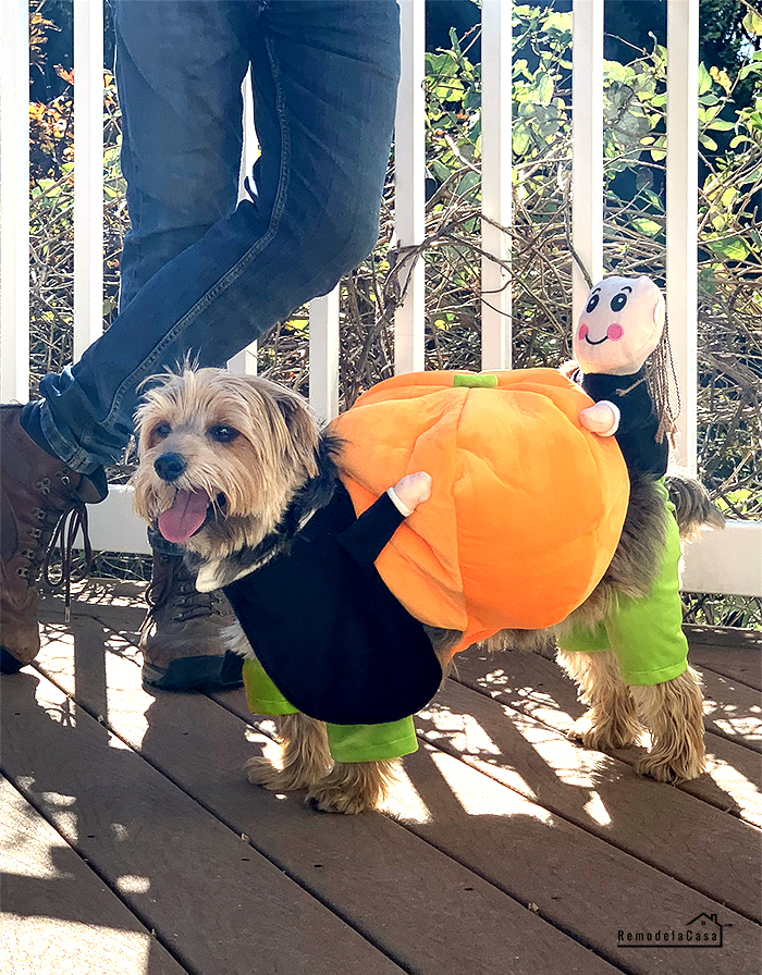 Dog Halloween costumes