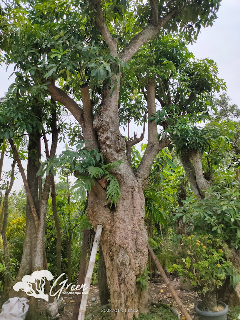 Jual Pohon Pule Taman di Tangerang Berkualitas & Bergaransi