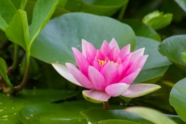 Essay on Lotus