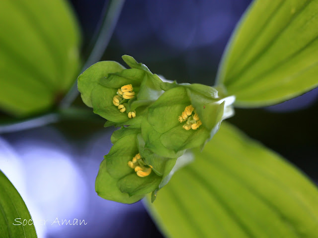 Disporum sessile