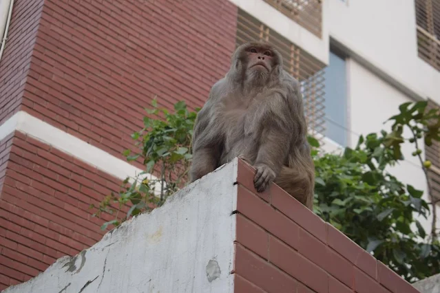 A monkey on the first floor of the building