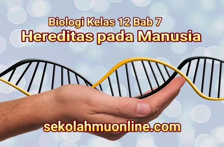 Soal Pilihan Ganda dan Essay Biologi Kelas XII Bab 7 Hereditas pada Manusia