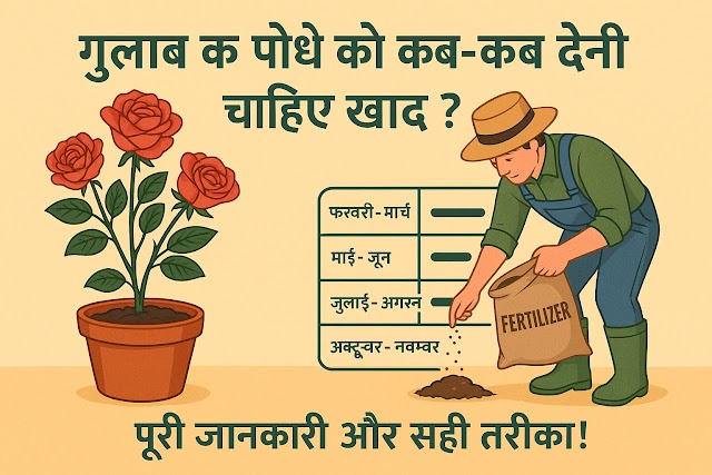 🌹 गुलाब के पौधे को कब और कैसी खाद देनी चाहिए? जानिए पूरा शेड्यूल! 🌿