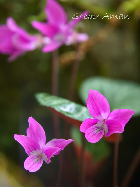 Viola variegate