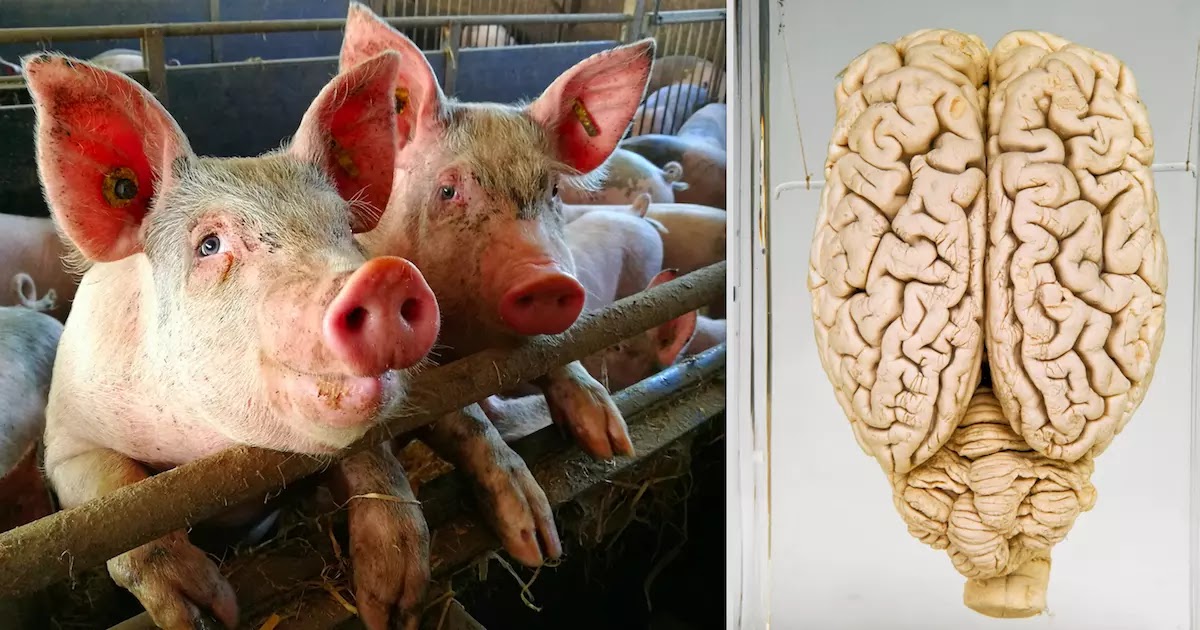 Scientists Restore Function To Brains Removed From Dead Pigs Using New Bionic System