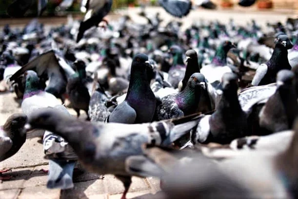 What Is A Group Of Pigeons Called?